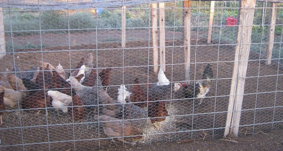 Welded cattle panel as chicken fence to prevent your chicken from escaping.