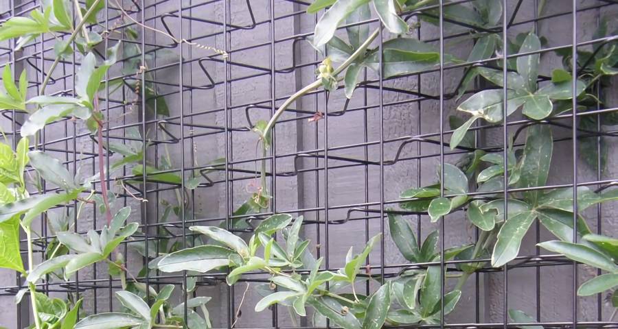 Three dimension climber trellis mesh attached against the wall and plants climb on it.