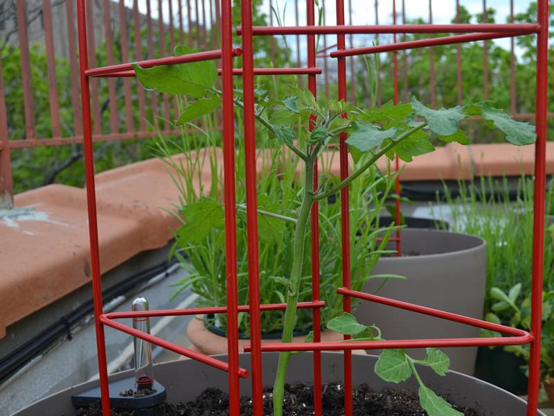A red ladder plant support cages inserting in the soil of the pot to support the plant.