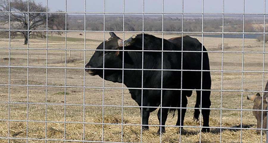 Welded cattle panel as cow farm fence, a black cow was standing by the mesh.