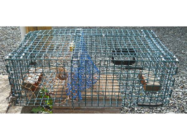 Lobster Trap Is Particular Design to Catch Lobster, Shrimp and Crab