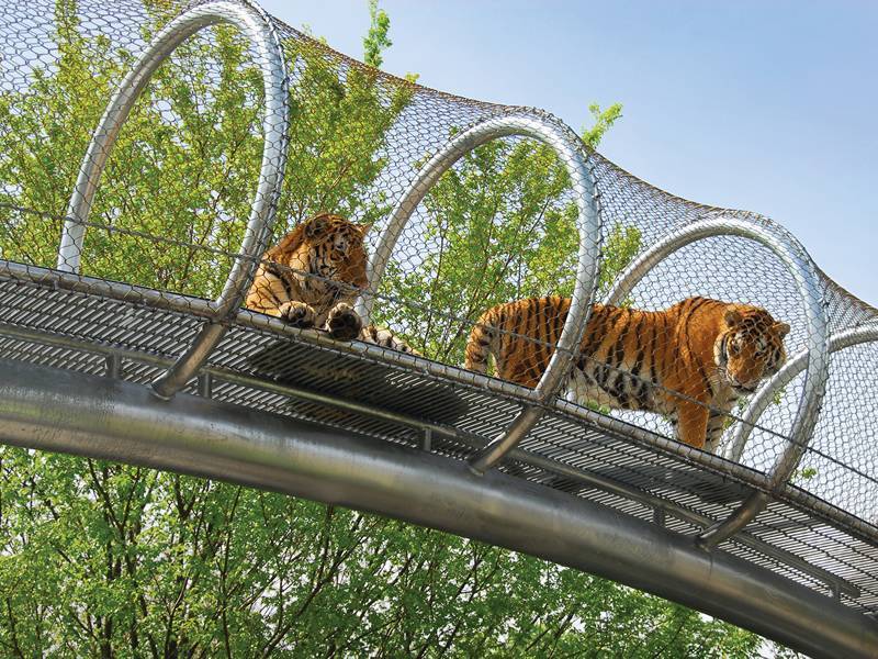 Two large tigers are standing on the passageway made from stainless steel rope meshes.