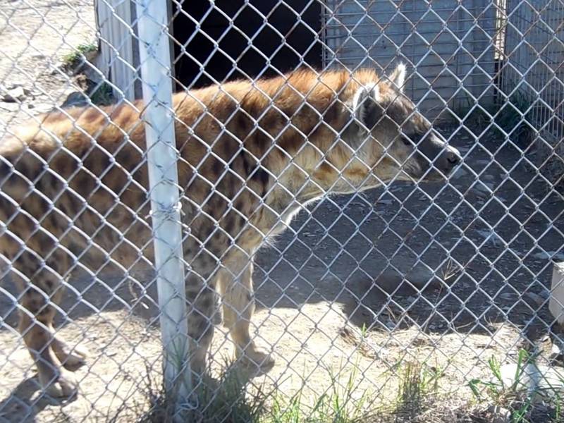 Chicken Wire Mesh – Cheapest Zoo Mesh for Peacock and Other Birds