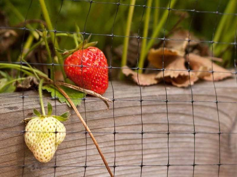 Black, square extruded bird netting protect strawberry from eating.