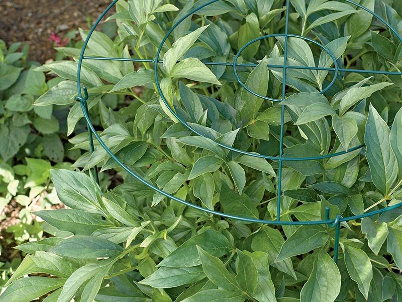 The peony seedling grow along the direction of circle grow through plant support with three rings.