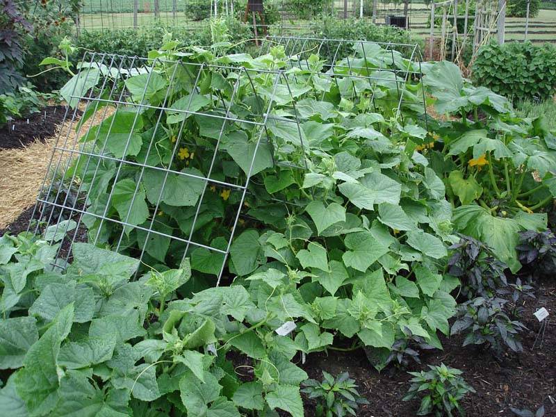 Metal trellis for tomatoes flowers cucumbers pumpkins