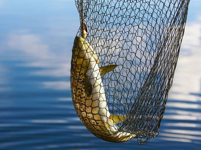 Nylon Fish Netting for Catching Fish in Sea, Pond, Lake and Seashore