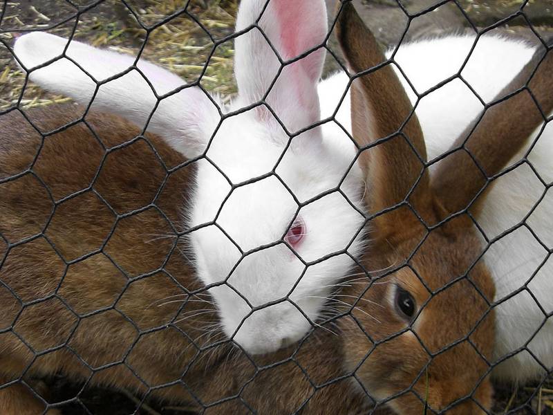  BESPORTBLE Barbed Wire Chicken Wire Livestock Wire Net