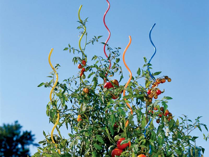 Five spiral plant supports with different colors supporting the tomato plants.