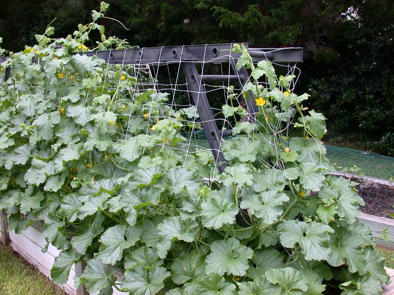A trellis netting ride on two black rails for supporting the climbing plants.