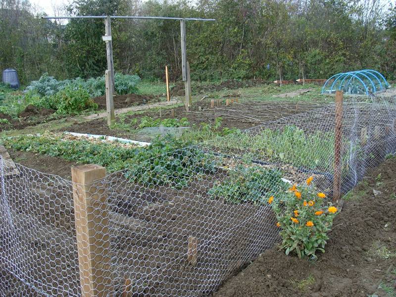 chicken wire fence around garden chicken wire fence around garden